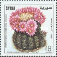Mammilaria erythosperma.