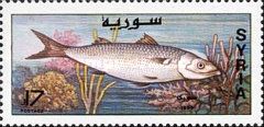 The Grey Mullet - fish with two dorsal fins