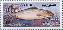 Grey Mullet