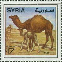 Camels