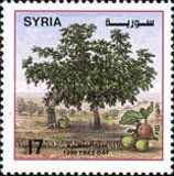Tree Day - Fig