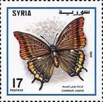 Two-tailed Pasha (Charaxes jasius)
