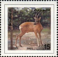 Western Roe Deer (Capreolus capreolus)