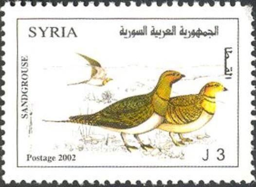 Pin-tailed Sandgrouse (Pterocles alchata)