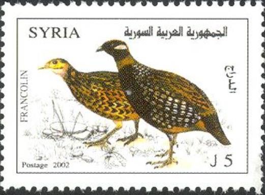 Black Francolin (Francolinus francolinus)