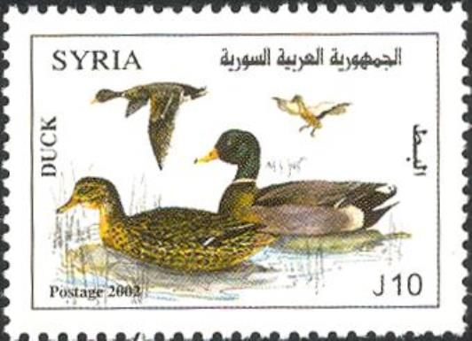 Mallard (Anas platyrhynchos)