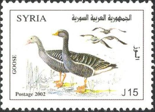Greylag Goose (Anser anser)