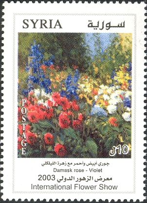 Damask Rose - Violet