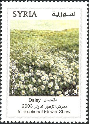 Daisy