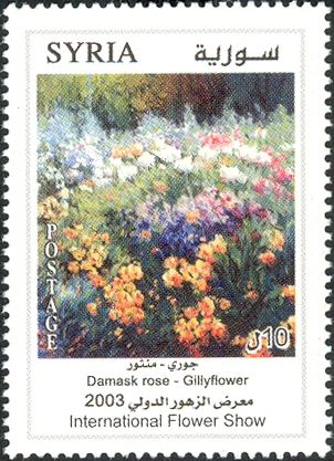 Damask Rose - Gillyflower