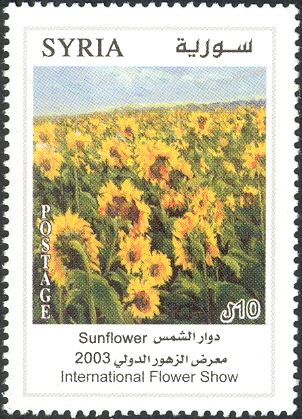 Sunflower