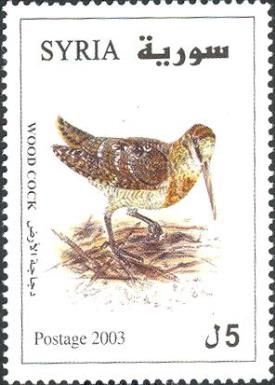 Eurasian Woodcock (Scolopax rusticola)