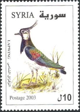 Northern Lapwing (Vanellus vanellus)