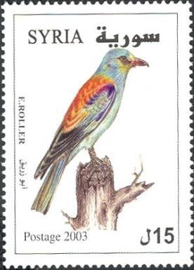 European Roller (Coracias garrulus)