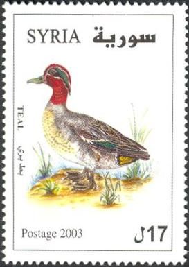 Common Teal (Anas crecca)