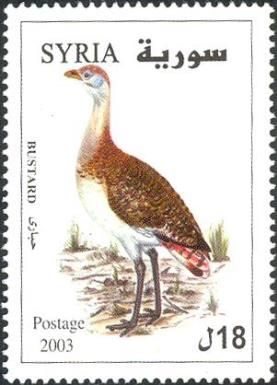 Great Bustard (Otis tarda)