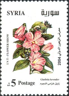 Gladiola lavender