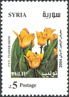 Tulip