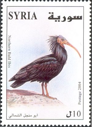 Bald-headed Ibis (Geronticus eremita)