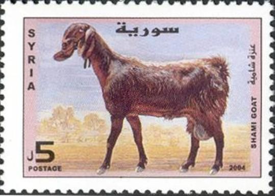 Shami Goat (Capra aegagrus hircus)