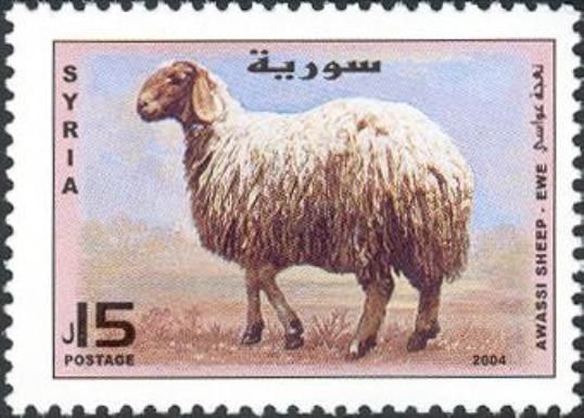 Awassi Sheep (Ovis ammon aries)