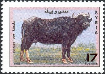 Water Buffalo (Bubalus bubalis)