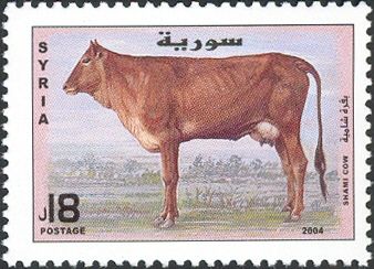 Shami Cow (Bos primigenius taurus)