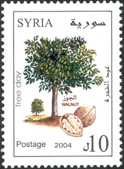 Tree Day - Walnut)