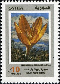 Sternbergia clusiana