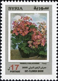 Primula malacoides