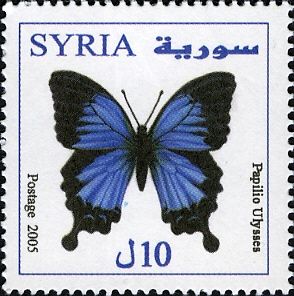 Papilio ulysses