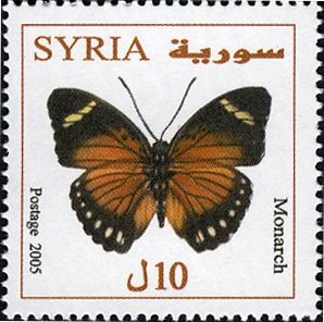 Monarch (Danaus plexippus)