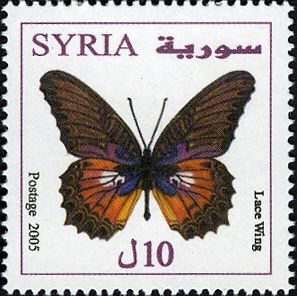 Violet Lace Wing (Cethosia myrina)