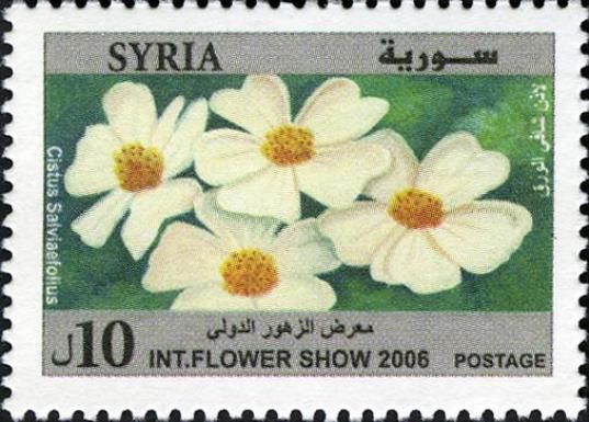 Cistus Salviaefolius