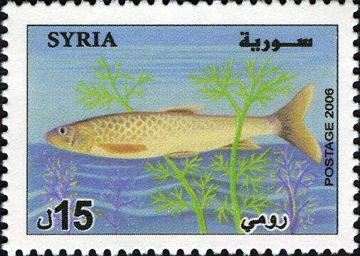 Shabout (Barbus grypus)