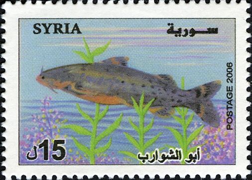 Catfish (Glyptothorax sp.)