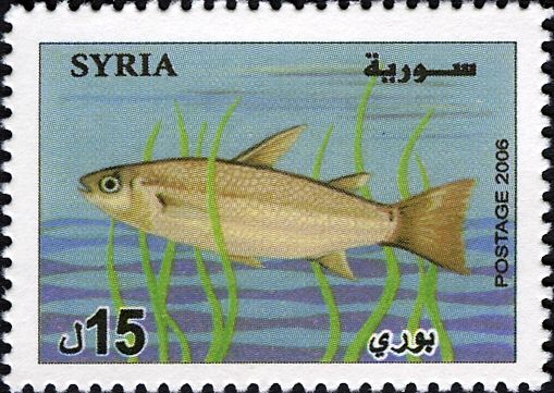 Abu Mullet (Liza abu)