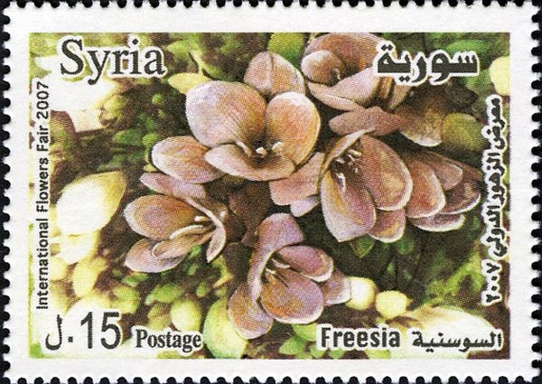 Freesia