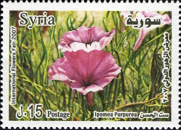 Ipomea purpurea