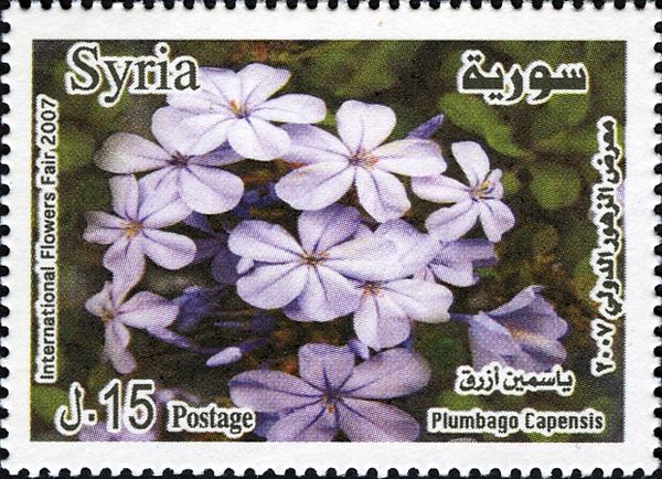 Plumbago capensis