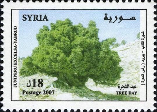 Tree Day