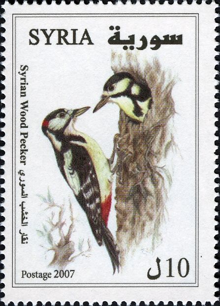 Syrian Woodpecker (Dendrocopos syriacus)