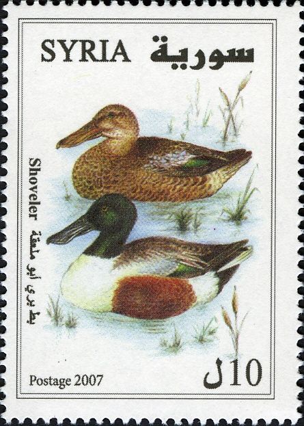 Northern Shoveler (Anas clypeata)