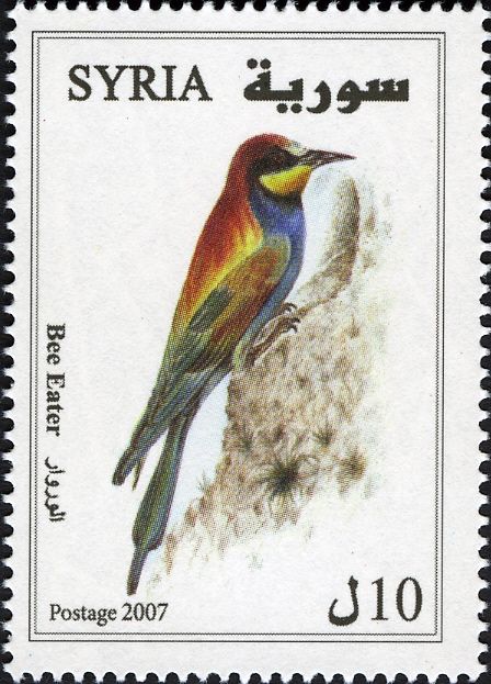 European Bee-eater (Merops apiaster)