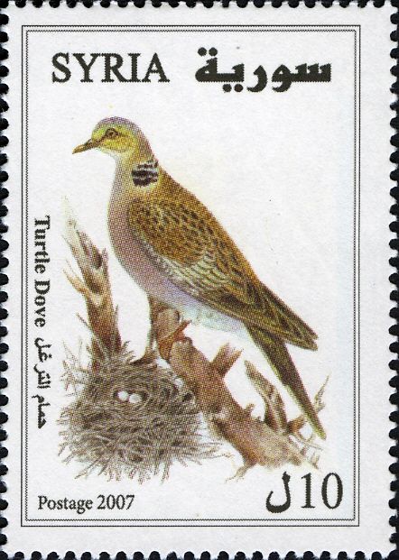 European Turtle Dove (Streptopelia turtur)