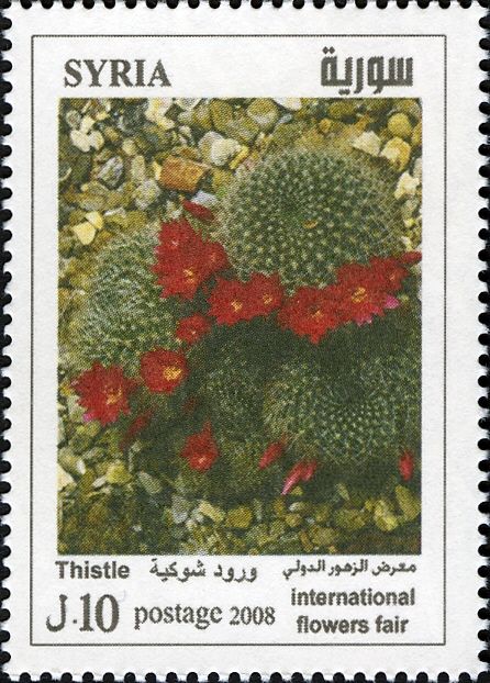 Cactus