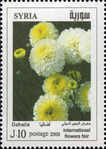 Dahlia