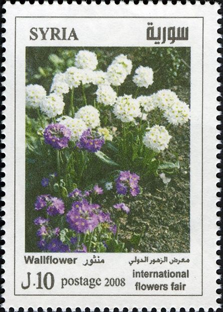 Wallflower