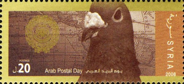 Carrier Pigeon (Columba livia forma domestica)