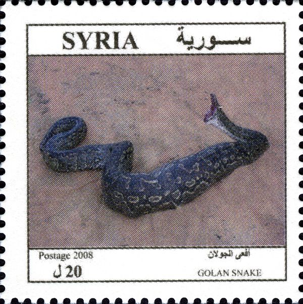 Golan snake : Palestine Viper (Vipera palaestinae)